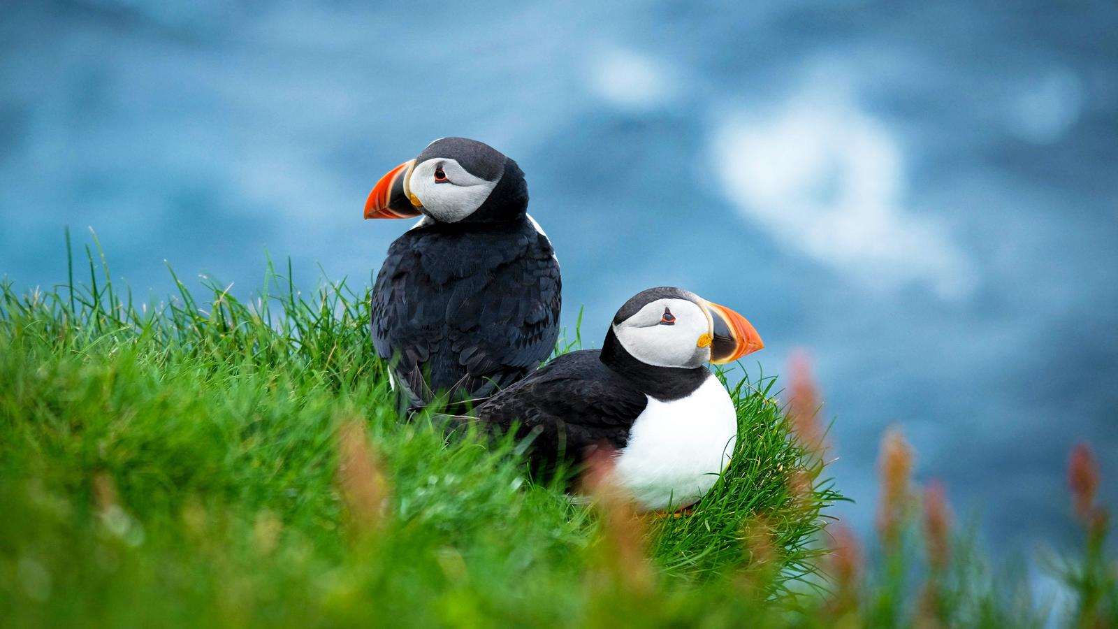 https://unsplash.com/photos/two-birds-sitting-in-grass-oQh-oVVqIeQ